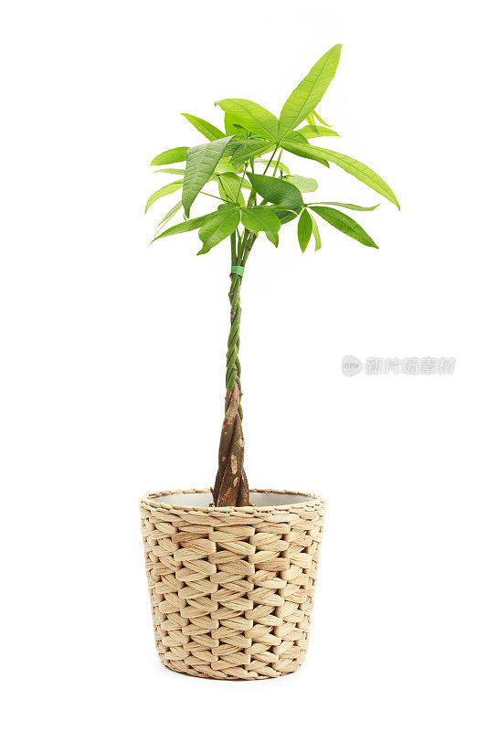 Pachira Aquatica又名Money Tree